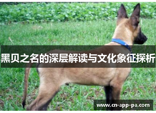 黑贝之名的深层解读与文化象征探析 黑贝之名的深层解读与文化象征探析